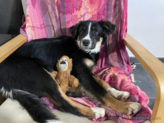 je donne chiot border collier 