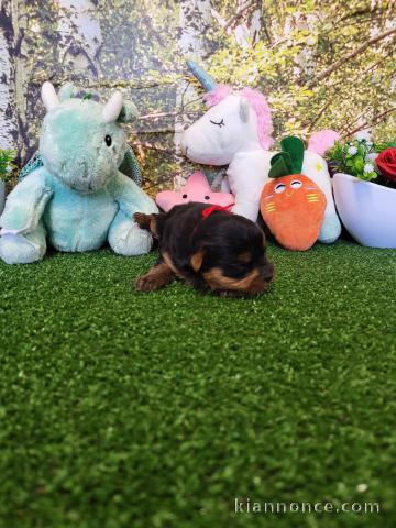 bébé chiot Yorkshire femelle à donner 