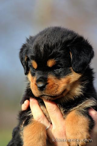 je donne chiot rottweiler disponible 