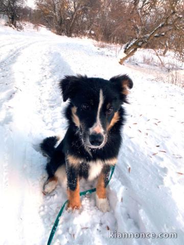 bébé chiot border collier donner 