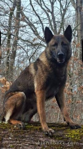 je donne chiot berger belge pour l\