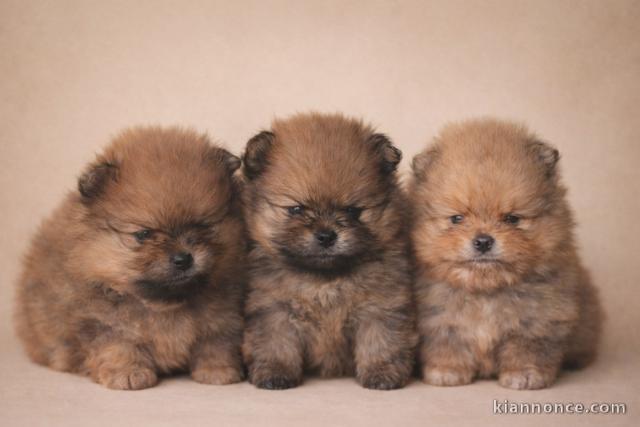 chiot spitz allemand magnifique 