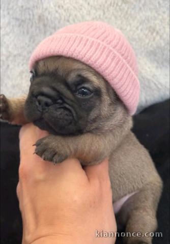 bébé chiot carlin disponible 