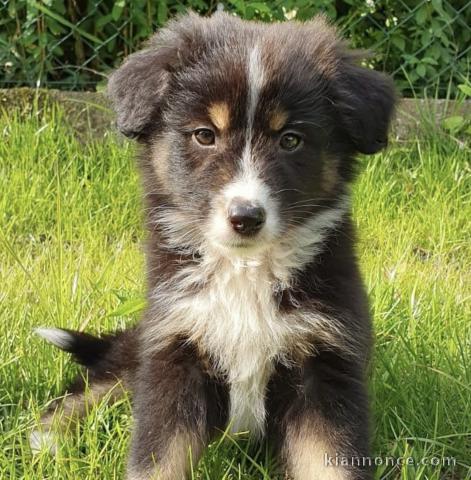 Berger australien a donné pour la nouvelle année 