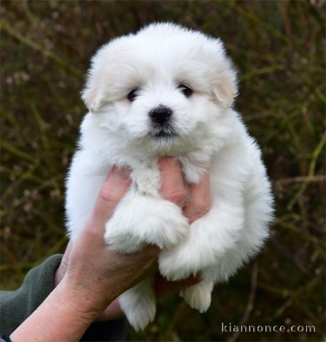 chiot type coton de Tuléar a donner 