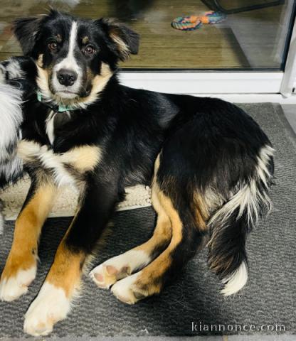 chiot border collier a donner 