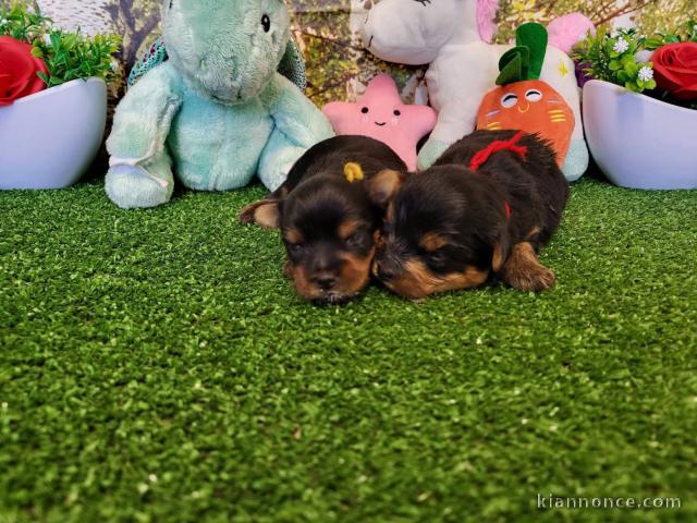 chiot Yorkshire terrier femelle a donner 