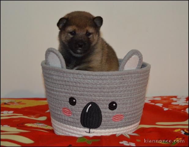 chiot Shiba inu femelle a donner 