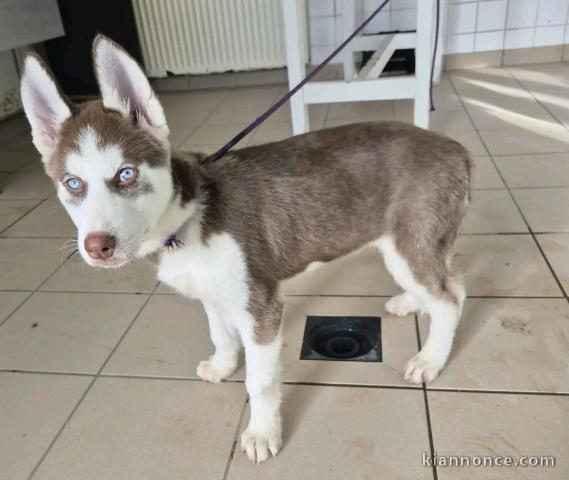 je donne chiot husky sibérien 