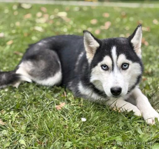 je donne chiot husky sibérien adorable 