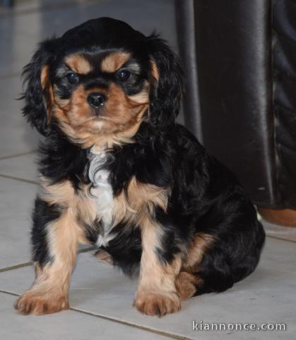 chiot cavalier king charle femelle a donner 