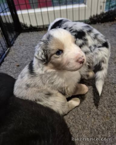 chiot berger australien disponible pour adoption 