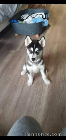 je donne chiot husky sibérien adorable 