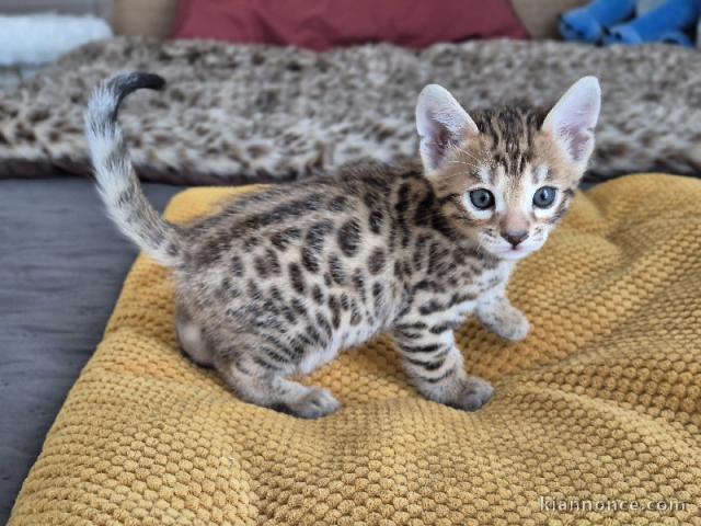 bébé chaton Bengal disponible 