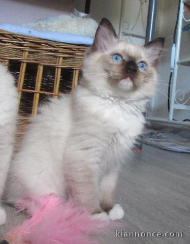 magnifique chaton ragdoll femelle 