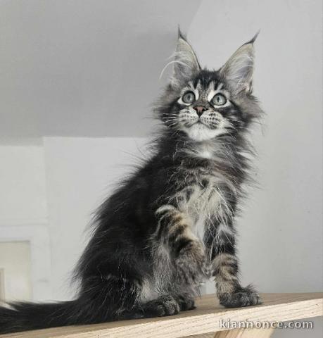 chaton maine coon disponible pour adoption 