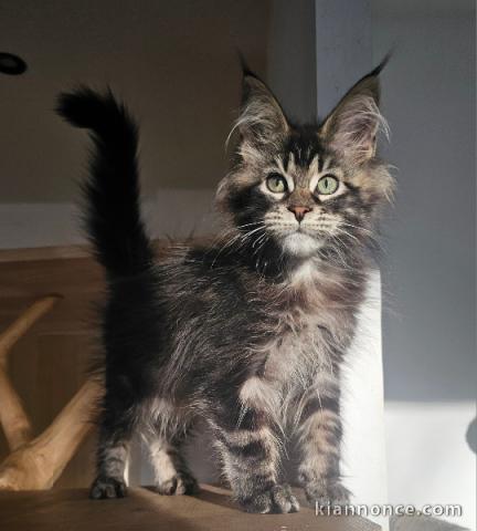 adorable chaton Maine coon disponible 