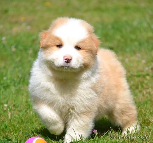 chiot berger australien mâle à donner 