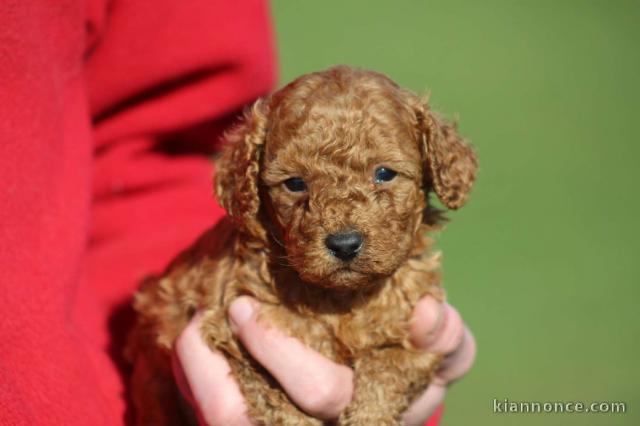 bébé chiot caniche disponible 