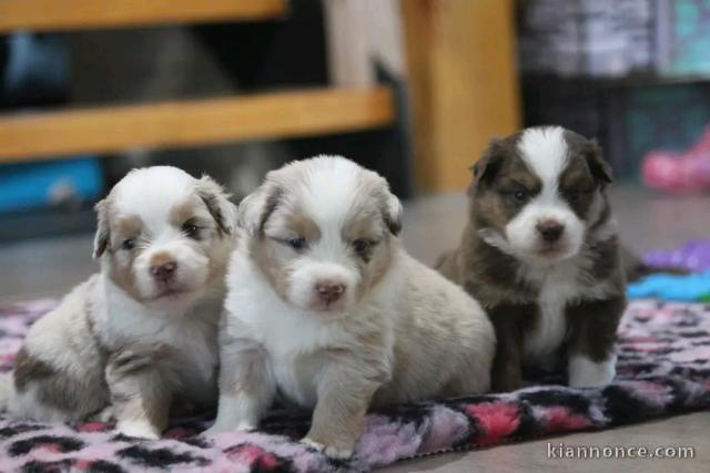 Dons bébé chiot berger australien disponible 