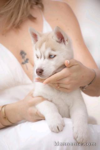 je donne chiot husky sibérien 
