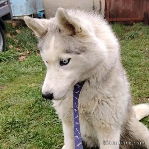 chiot husky sibérien à donner 