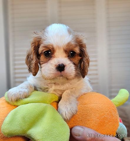 je donne chiot cavalier king charle femelle 