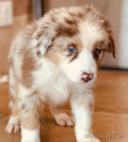 chiot berger australien disponible 