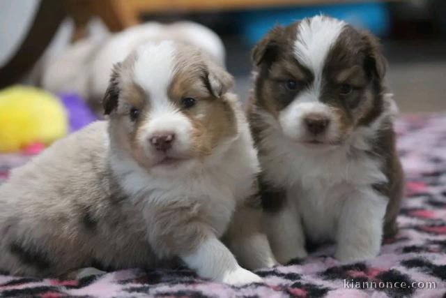 deux chiots berger australien disponible pour adoption 