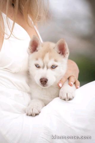je donne chiot husky sibérien adorable 