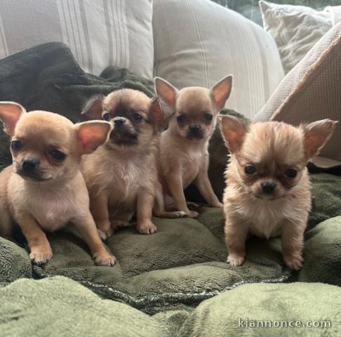 dons chiot chihuahua disponible 
