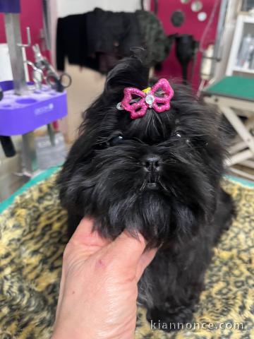 chiot Shih Tzu a donner 