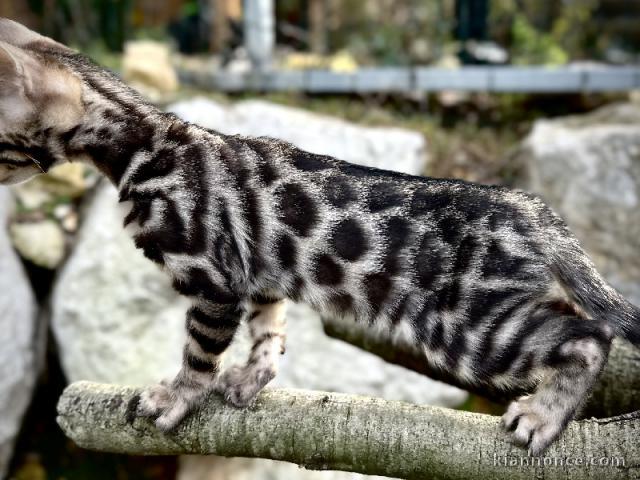 BENGAL je donne mon chaton 