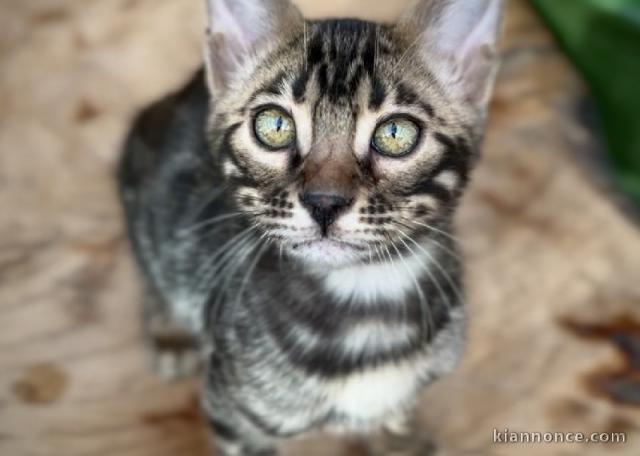 je donne chaton Bengal disponible 