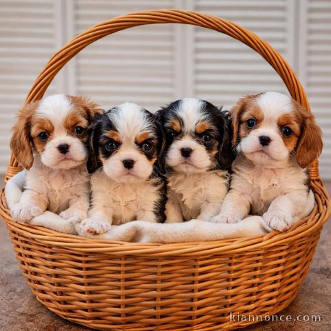 Dons bébé chiot cavalier king charle disponible 