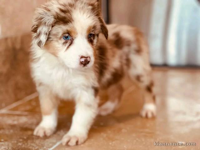 je donne chiot berger australien mâle 