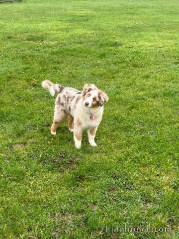 magnifique chiot berger australien mâle a donner 