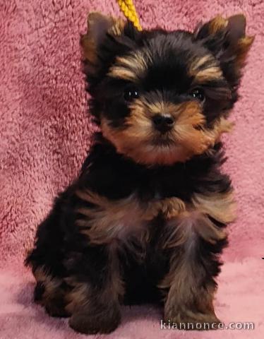 chiot Yorkshire terrier femelle a donner 