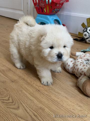 magnifique chiot chow chow mâle a donner 