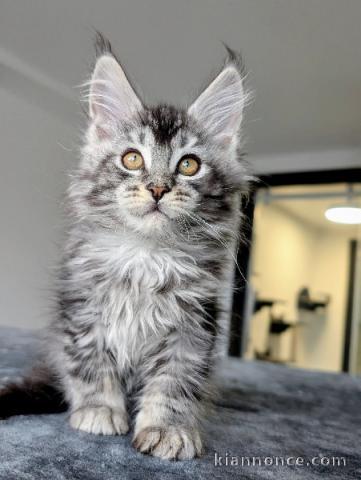 bébé chaton maine coon disponible mâle 