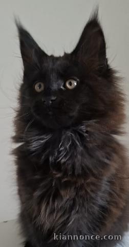 magnifique chaton maine coon disponible 