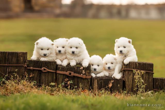 chiot samoyède a donner 