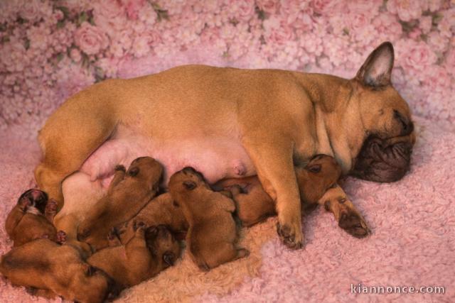 Dons bébé chiot bouledogue français 