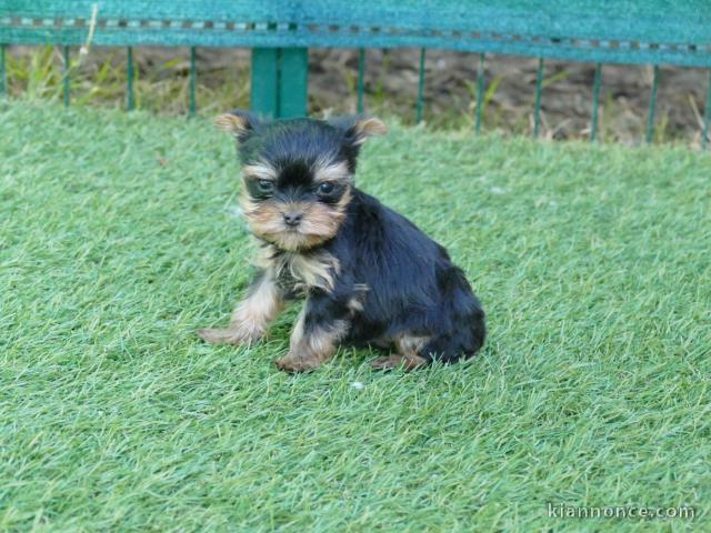 chiot Yorkshire terrier femelle a donner 