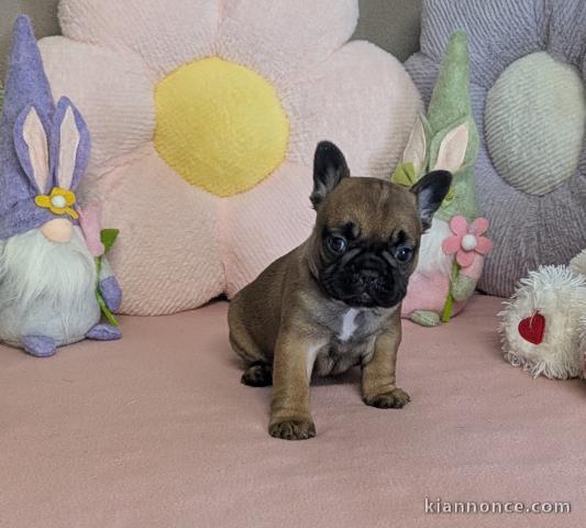 bébé chiot bouledogue français disponible 