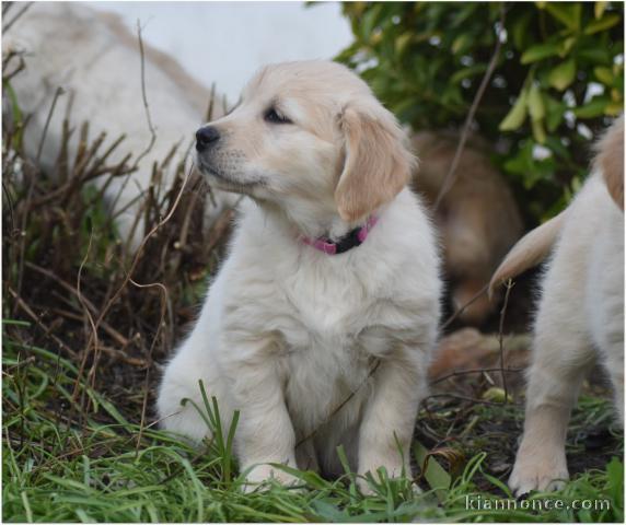 bébé chiot golden retriever disponible 
