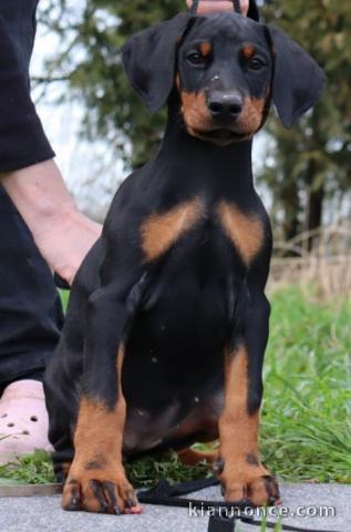 chiot Doberman pour adoption 