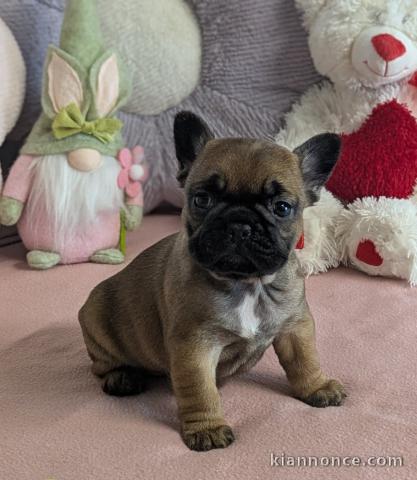 bébé chiot bouledogue français 