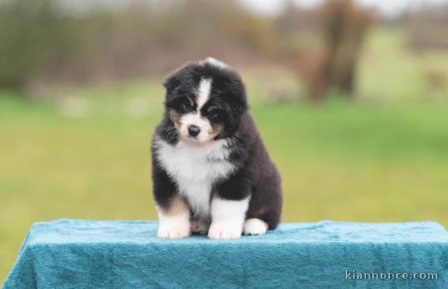 bébé chiot berger australien disponible 
