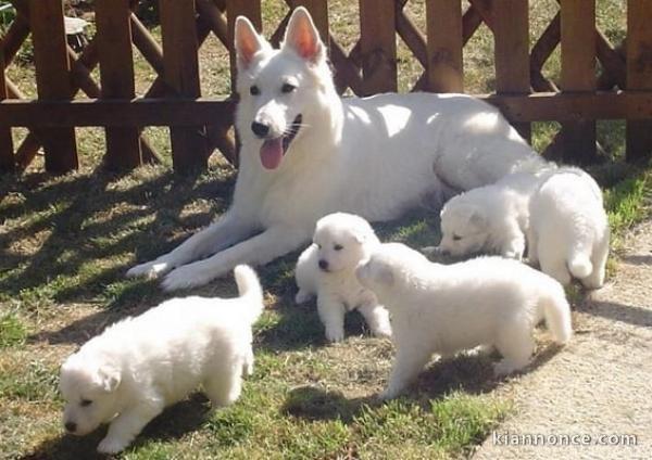 chiot berger blanc suisse adoption 